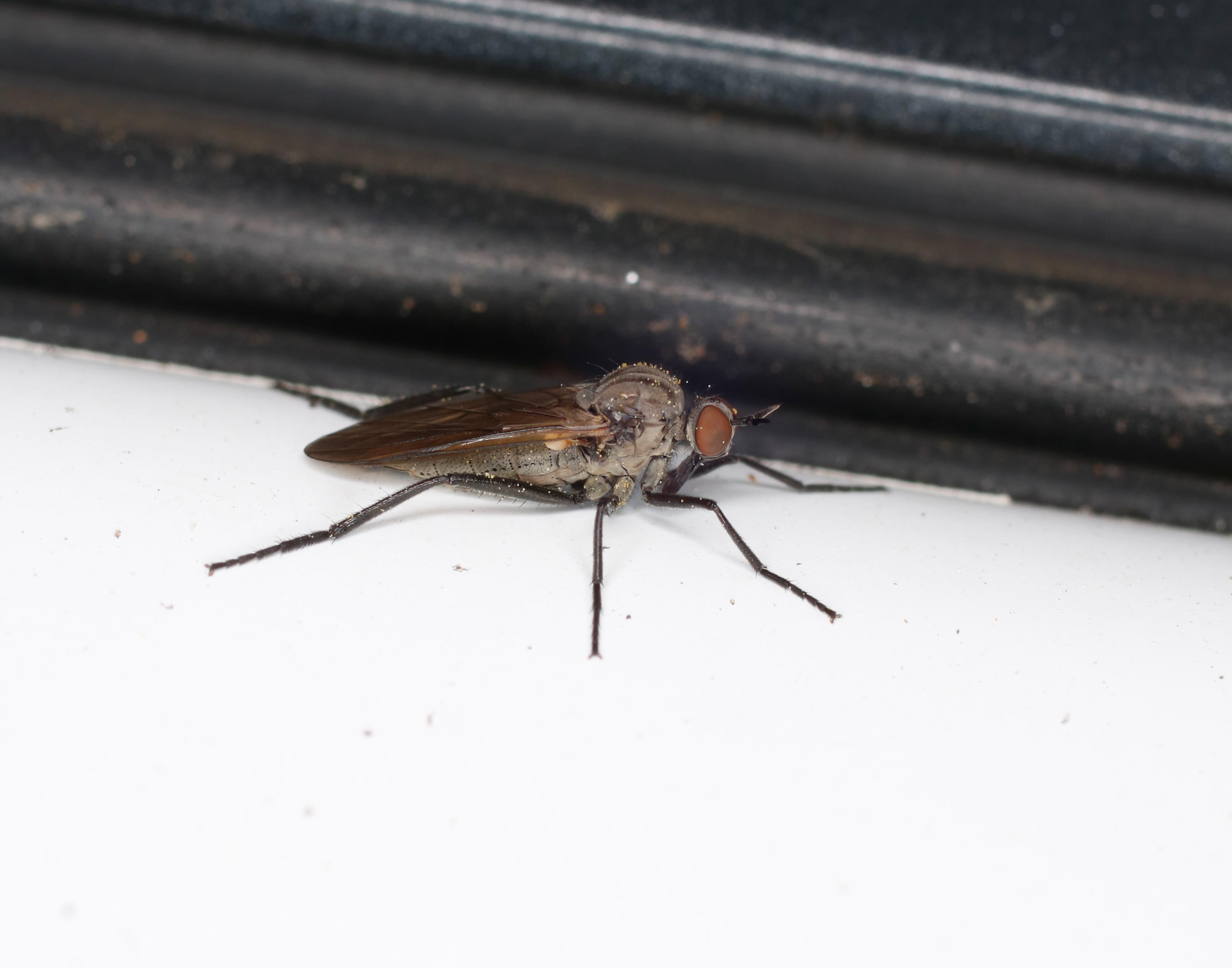 Empididae: Rhamphomyia...sulcata